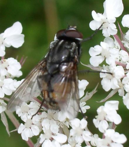Musca autumnalis