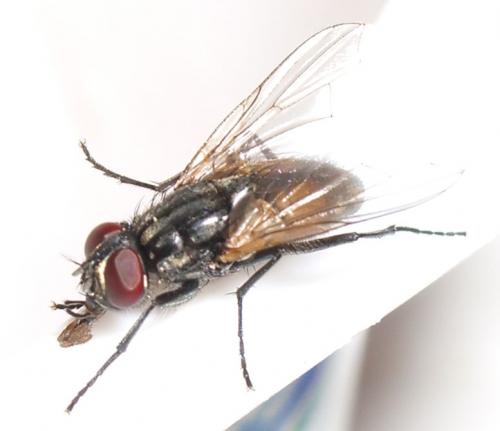 Musca domestica