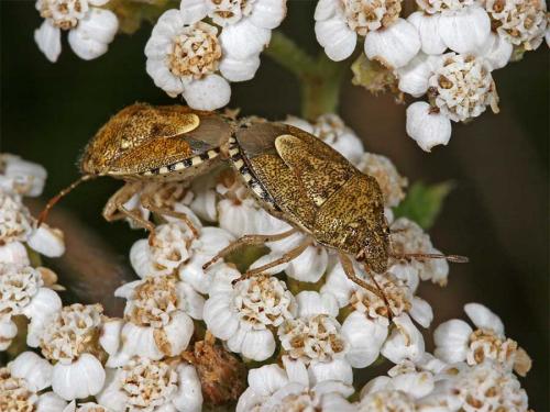 Staria lunata