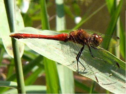 Sympetrum sanguineum