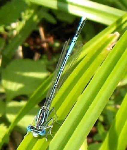 Platycnemis pennipes