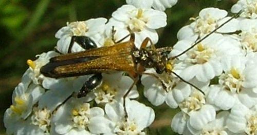 Oedemera podagrariae