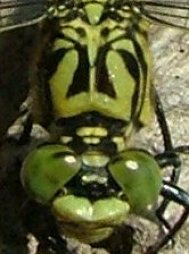 Onychogomphus forcipatus