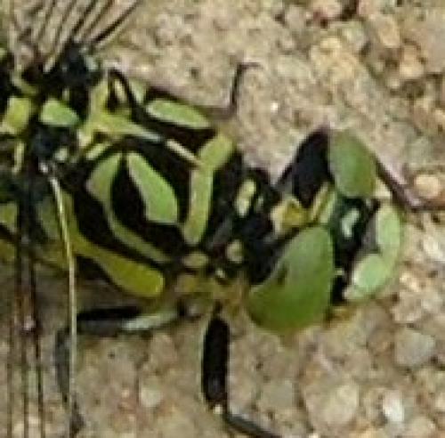 Onychogomphus forcipatus