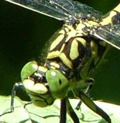 Réf. 3 075 : Onychogomphus forcipatus