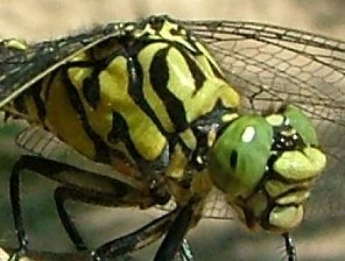 Réf. 3 076 : Onychogomphus forcipatus