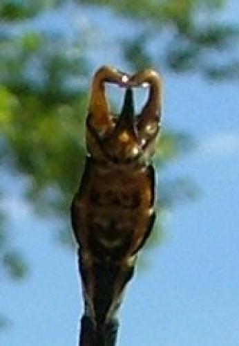 Onychogomphus sp.
