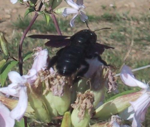 Réf. 3 438 : Xylocopa sp.