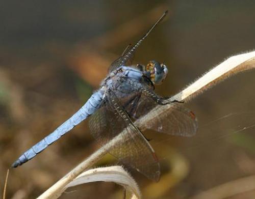 Réf. 3 060 : Orthetrum brunneum