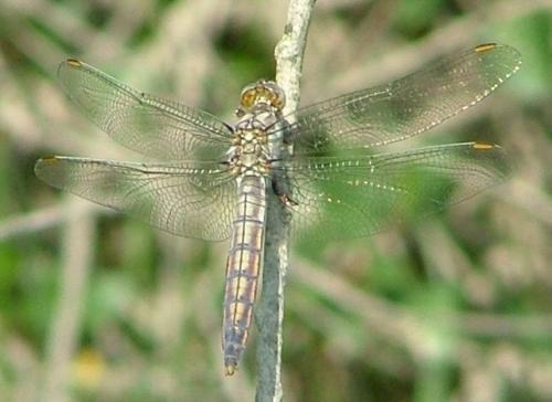 Orthetrum cancellatum