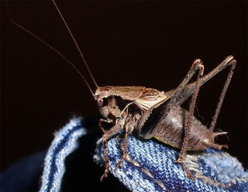 Réf. 3 822 : Pholidoptera griseoaptera