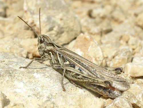 Réf. 3 975 : Chorthippus brunneus brunneus