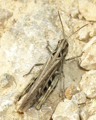 Réf. 3 976 : Chorthippus brunneus brunneus