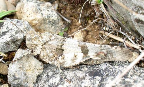 Réf. 3 978 : Oedipoda germanica germanica