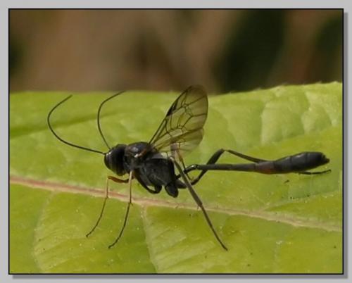 Réf. 3 348 : Anomalon cruentatum