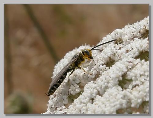Meria sp.