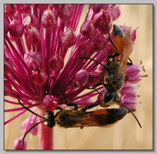 Sphex flavipennis