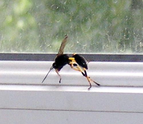 Sceliphron spirifex