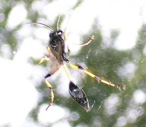 Sceliphron spirifex