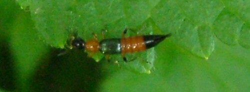 Paederus sp.