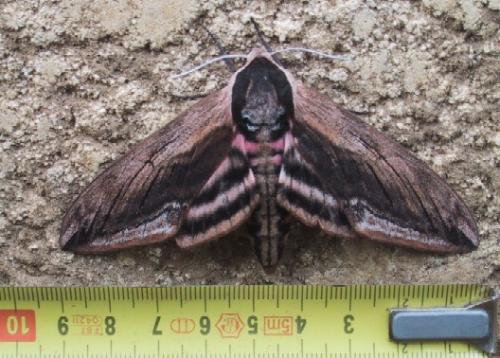 Réf. 3 429 : Sphinx ligustri
