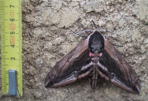 Réf. 3 430 : Sphinx ligustri