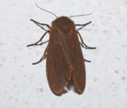 Réf. 3 751 : Phragmatobia fuliginosa