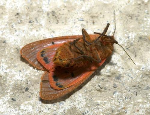 Phragmatobia fuliginosa