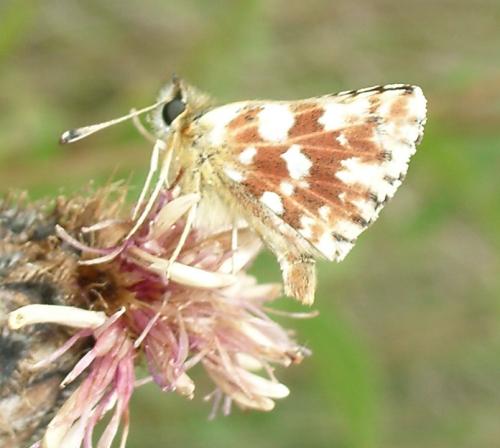 Réf. 3 971 : Spialia sertorius