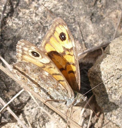 Lasiommata megera