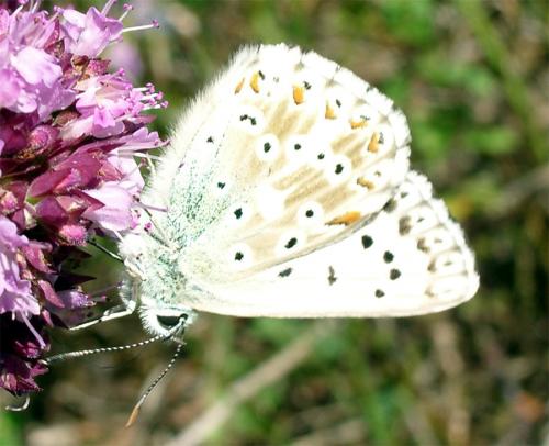 Polyommatus coridon