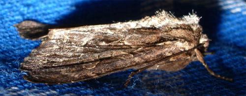 Apamea monoglypha
