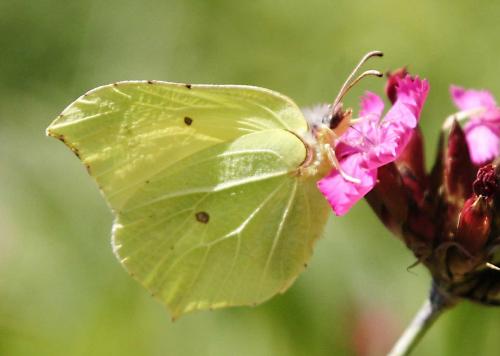 Réf. 3 704 : Gonepteryx rhamni