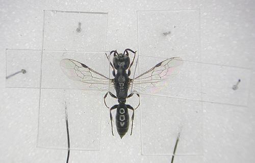 Réf. 3 009 : Passaloecus corniger