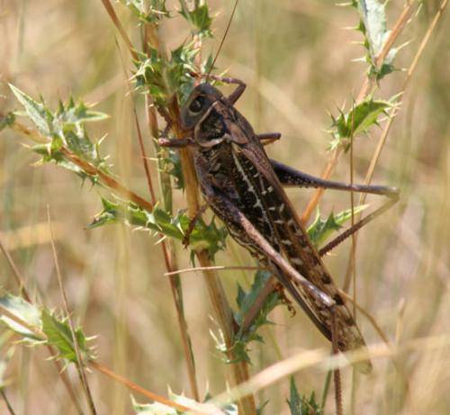 Réf. 3 396 : Decticus albifrons