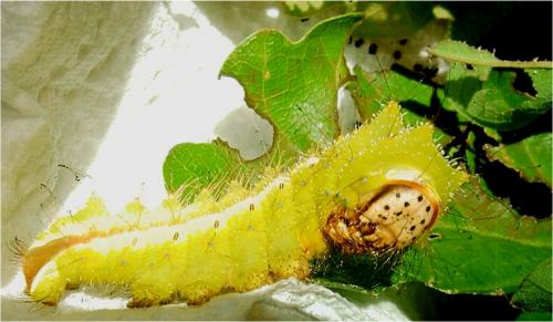 Antheraea pernyi