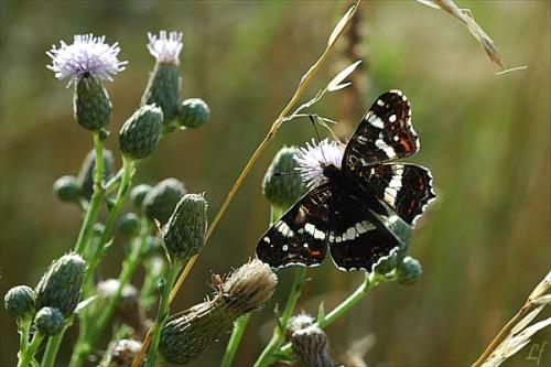 Araschnia levana