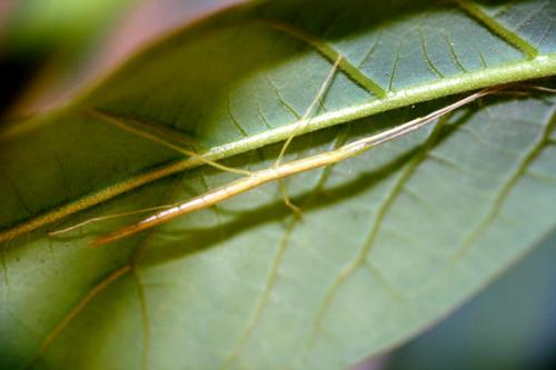 Sipyloidea sipylus