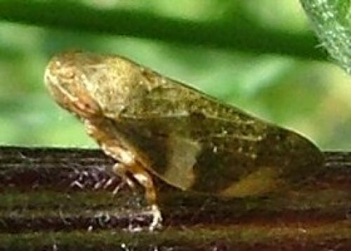 Aphrophora alni