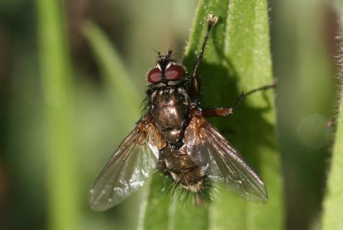 Réf. 3 525 : Macquartia viridana