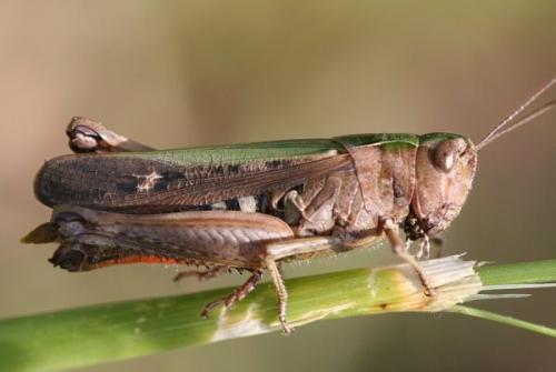 Réf. 3 554 : Omocestus rufipes