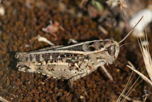 Calliptamus sp.