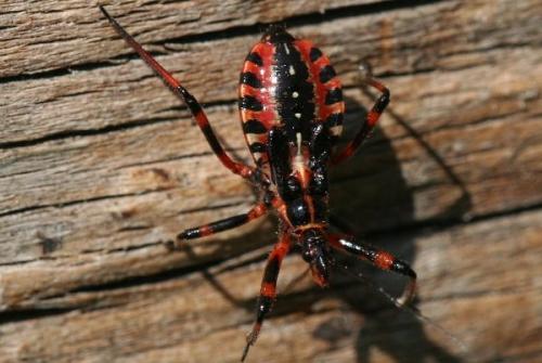 Réf. 3 636 : Rhynocoris sp.