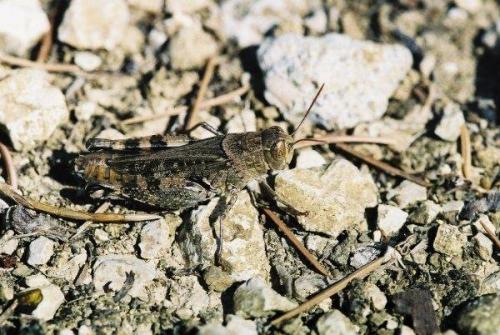 Calliptamus sp.
