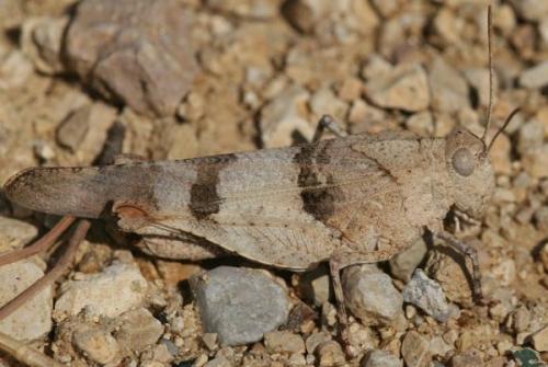 Réf. 3 720 : Oedipoda sp.
