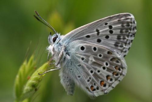 Réf. 3 742 : Polyommatus hispana
