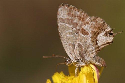 Réf. 3 813 : Cacyreus marshalli