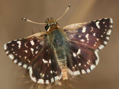 Réf. 3 946 : Spialia sertorius