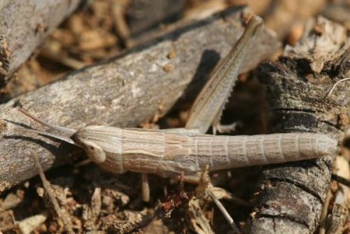 Euchorthippus sp.