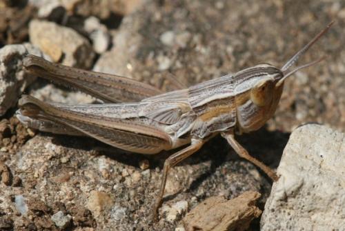 Euchorthippus sp.